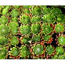 Sempervivum Green x 1 Hen and Chicks Hardy Succulents Pot Plants Indoor/Outdoor Patio Balcony Verandah Houseleeks Liveforever